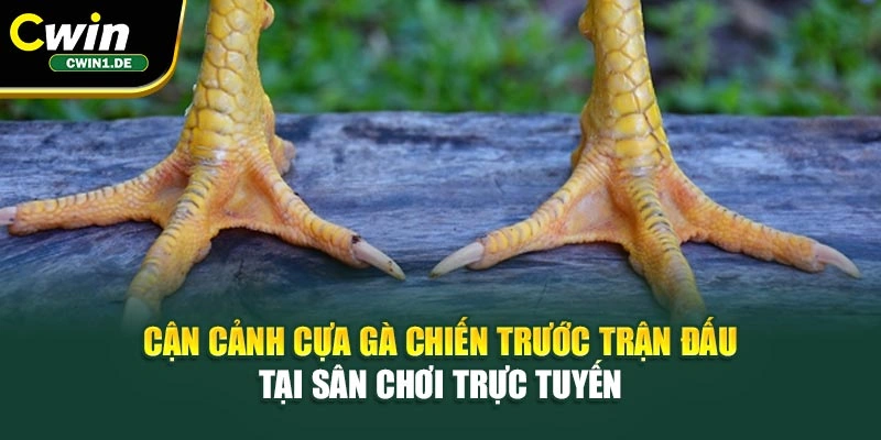 Cận cảnh cựa gà chiến trước trận đấu tại sân chơi trực tuyến