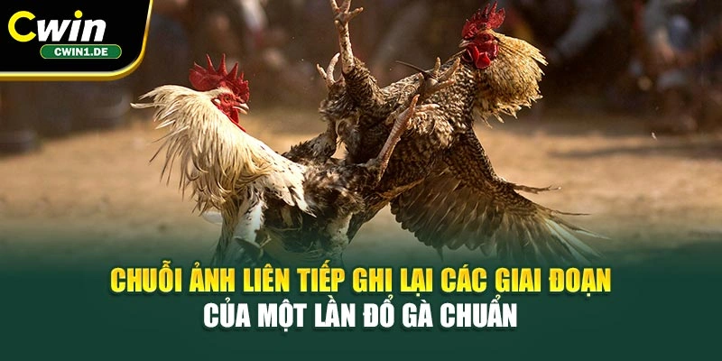 Chuỗi ảnh liên tiếp ghi lại các giai đoạn của một lần đổ gà chuẩn 
