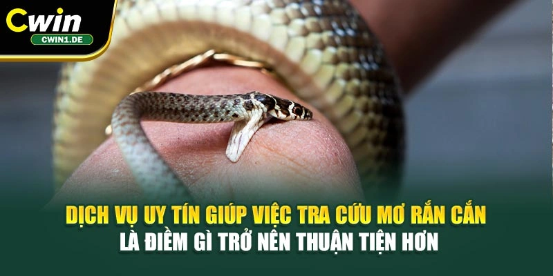 Dịch vụ uy tín giúp việc tra cứu mơ rắn cắn là điềm gì trở nên thuận tiện hơn