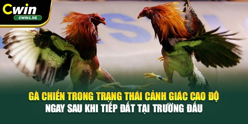 Gà chiến trong trạng thái cảnh giác cao độ ngay sau khi tiếp đất tại trường đấu 