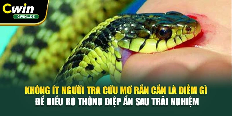Không ít người tra cứu mơ rắn cắn là điềm gì để hiểu rõ thông điệp ẩn sau trải nghiệm