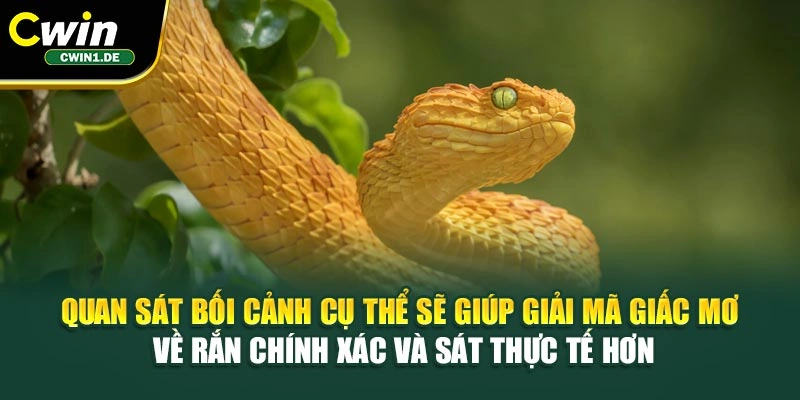 Quan sát bối cảnh cụ thể sẽ giúp giải mã giấc mơ về rắn chính xác và sát thực tế hơn